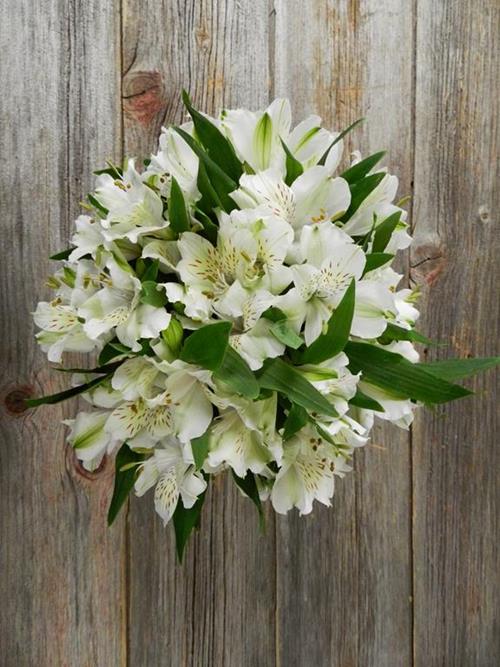 FUJI WHITE ALSTROEMERIA